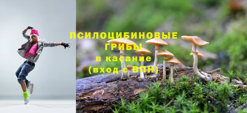 Галлюциногенные грибы Psilocybine cubensis  MEGA ссылка  Сергач 